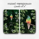 Cuadernillo Colibrí ventridorado