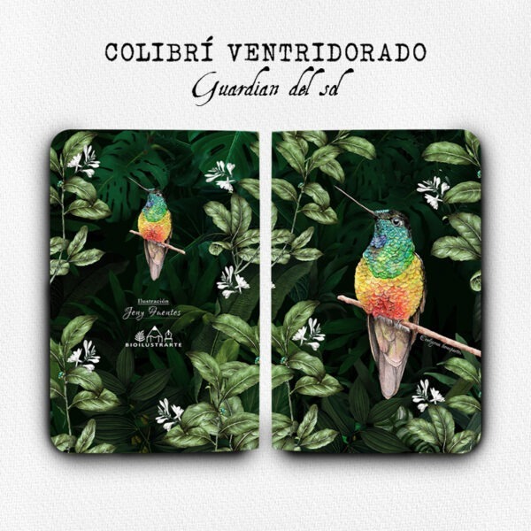 Cuadernillo Colibrí ventridorado
