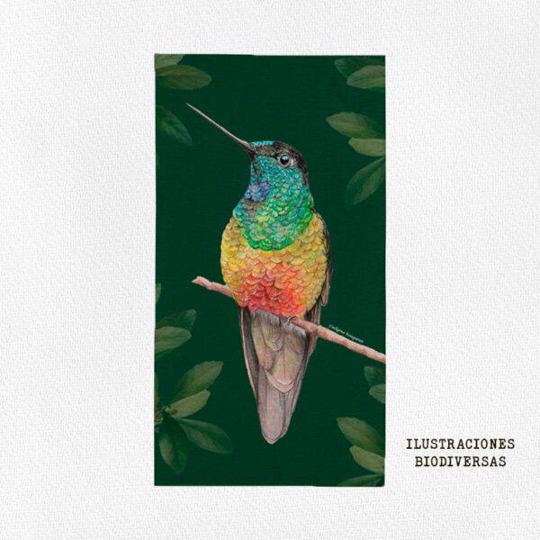 cuello colibri