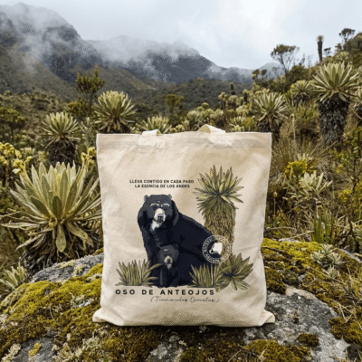 Oso de Anteojos en naturaleza